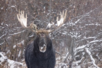 Bull Moose in Winter