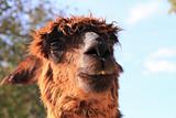 cute hairy alpaca lama portrait