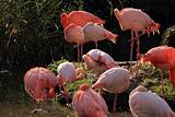group of resting pink flamingos