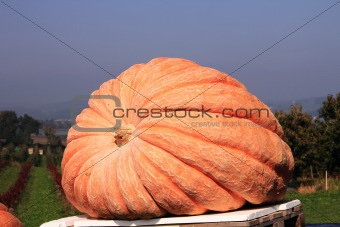 Giant pumpkin, winner of the swiss pumpkin contest