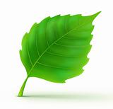 Cool green leaf