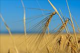 Ears of wheat against the sky