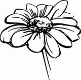 sketch wild flower resembling a daisy