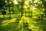 Green trees in park