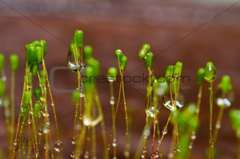 Fresh moss and water drops in green nature