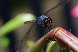 dragonfly in garden