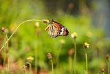 Butterfly-Striped Tiger