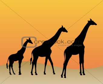 giraffes silhouette