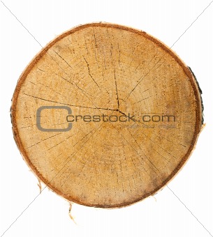 Top view of a tree stump