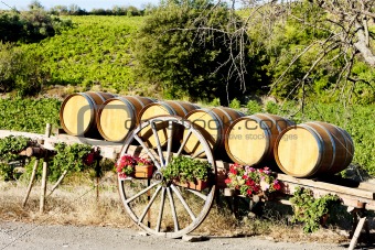 vineyard with barrels, Villeneuve-les-Corbieres, Languedoc-Roussillon, France