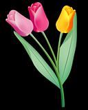 three colored tulips
