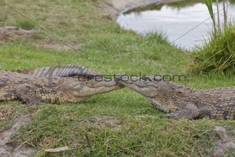 Comforting crocodiles