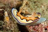 Floating sea slug