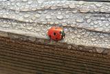 Dew Covered Ladybug on Wood