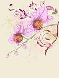 floral background with orchid and ornament