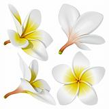 Hawaiian necklace flowers — lei