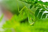 mantis in green nature