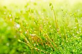 Fresh moss in green nature