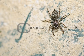 jumping spider in green nature
