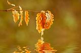 chestnut leaf reflected in water