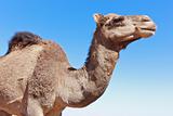 Lone Camel with blue sky