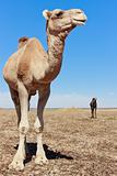 Lone Camel in the Desert with blue sky