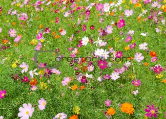 A field of cosmos flowers