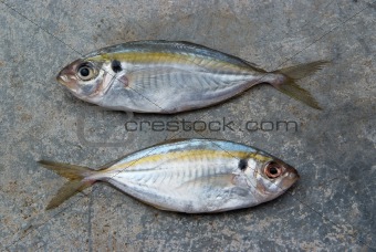 The yellow stripe trevally fish