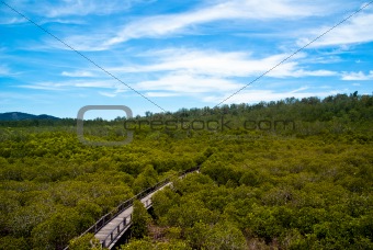 Bridge across mangroves