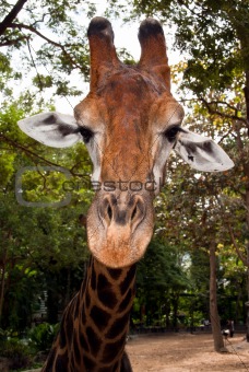 Giraffe's muzzle