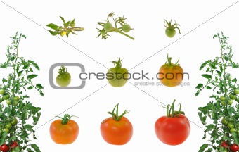 Evolution of red tomato isolated on white background