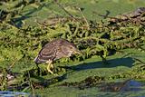 black crowned night heron