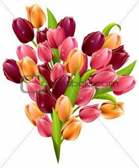 Bunch of tulips isolated