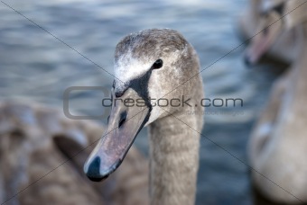 Close-up young swan