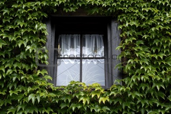 Window covered with green ivy 