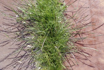 Green weeds close-up