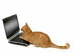 Cat is using laptop computer