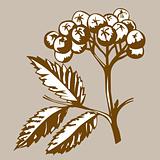 rowanberry on brown background, vector illustration