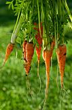 Large Bunch of Fresh Organic Carrots