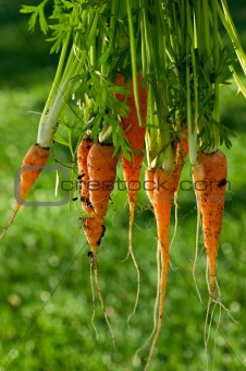 Large Bunch of Fresh Organic Carrots