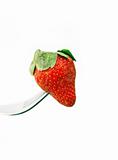 fresh strawberry  on a fork over white 