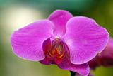 PInk orchid