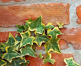Ivy on brick wall