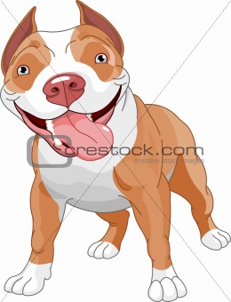 Muscle Pitbull Dog