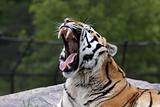 Roaring Siberian Tiger

