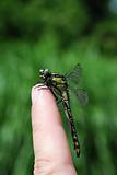 large dragonfly sitting on a finger