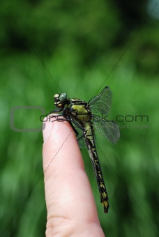large dragonfly sitting on a finger