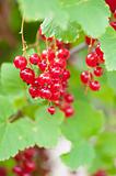 Ripe Red Currants