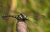 Large dragonfly with green eyes