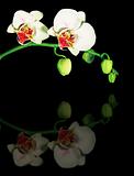 Reflection of orchid